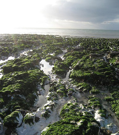 ‘URBAN SEASCAPING’ – HOW TO LIVE NOT JUST BY THE SEA BUT WITH THE SEA